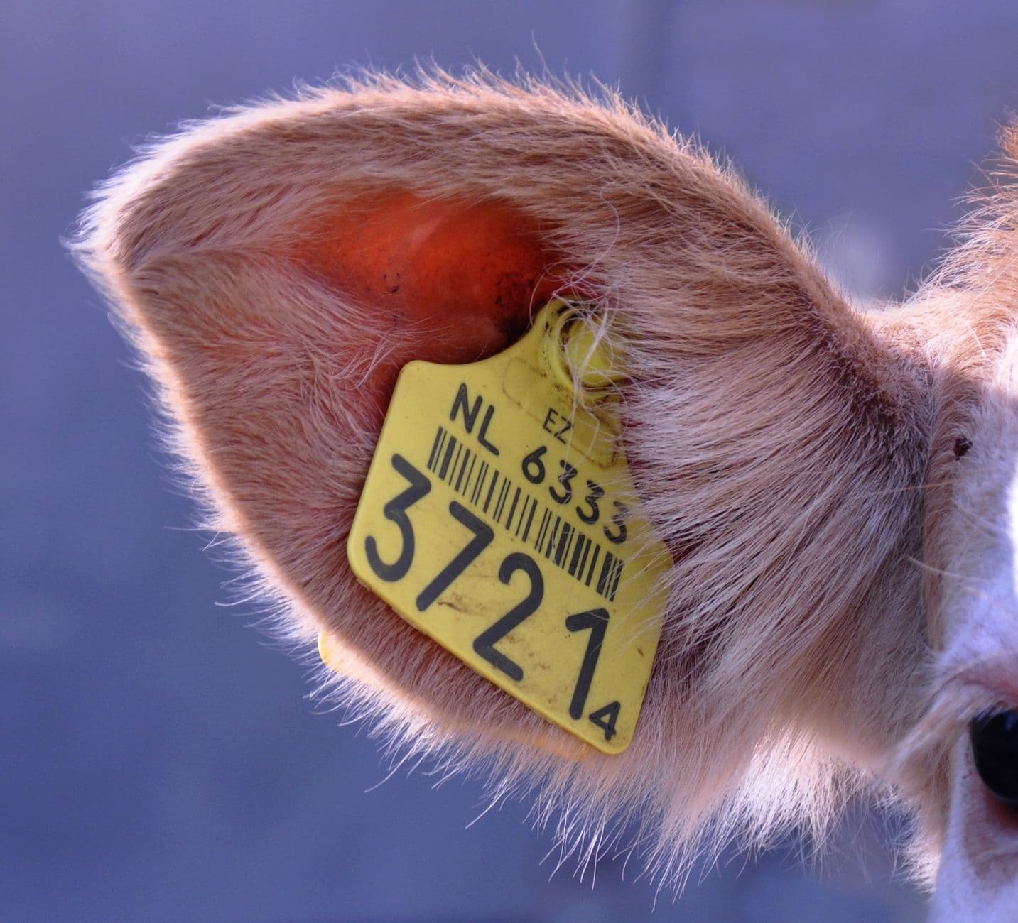 8 Critical Livestock Transport Regulations Every Shipper Needs in 2025