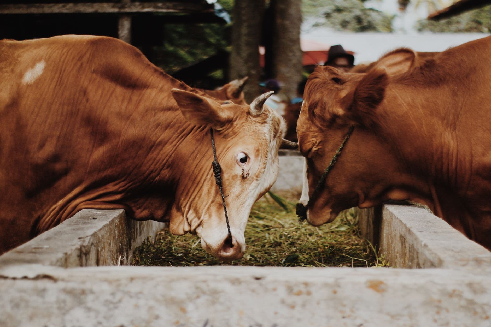 2025 Livestock Feed Spoilage: Causes, Real Costs & The Expert Fix